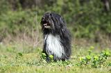 PETIT CHIEN LION 281